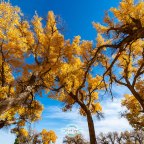 “ป่าหูหยาง” ชื่อนี้มีใครรู้จักบ้าง ?